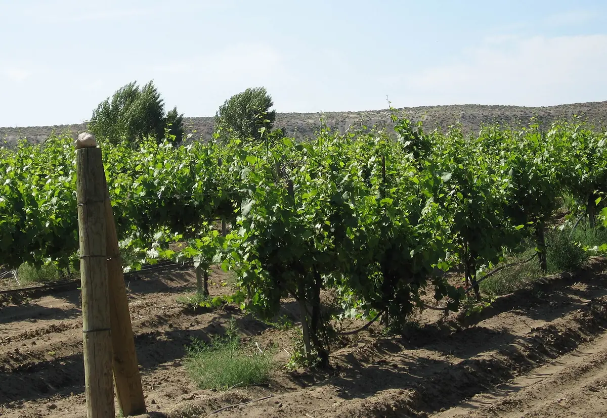 Rows of grapevines climbing a hillside at an Idaho vineyard